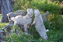 Angora Goats browsing shrub leaves along stone fence in mid-September, East Hampton, Connecticut, USA. Non-ex.