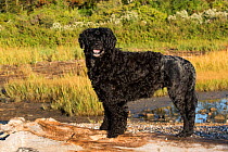 Portuguese Water Dog showing 'Lion Clip' fur, at seashore, Madison, Connecticut, USA.