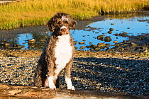 Portuguese water dog, at seashore in early October, Madison, Connecticut, USA.