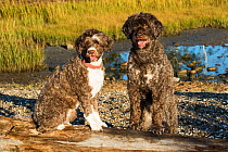 Portuguese water dogs at seashore, Madison, Connecticut, USA.