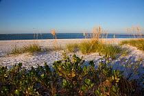 Upper north beach on Miullet Key, with Sea Oats (Uniola paniculata) growing on sand dunes St. Petersburg, Florida, USA. November.