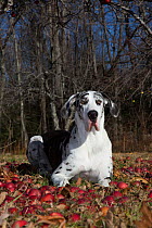 Great dane female with uncropped ears, in orchard with fallen apples, North Granby,  Connecticut, USA.