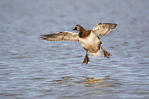 Canvasback duck (Aythya valisineria) female in flight over Choptank River, where the species winters, Chesapeake Bay Eastern Shore, Maryland, USA. February.