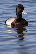 Lesser Scaup (Aythya affinis) drake, paddling on Choptank River, where both species winters Chesapeake Bay Eastern Shore, Maryland, USA. February.