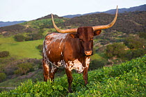 Texas Longhorn cow on high country pasture, Santa Ynez Mountains foothills, Goleta, California, USA. March.