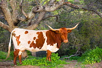 Texas Longhorn cow on high country pasture, Santa Ynez Mountains foothills, Goleta, California, USA. March.
