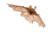 Egyptian slit-faced bat (Nycteris thebaica) Gorongosa National Park, Sofala, Mozambique. Controlled conditions