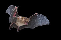 Lander's horseshoe bat (Rhinolophus landeri) in flight, Gorongosa National Park, Sofala, Mozambique. Controlled conditions