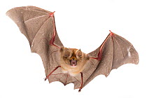 Sundevall's roundleaf bat (Hipposideros caffer) in flight, Gorongosa National Park, Sofala, Mozambique. Controlled conditions