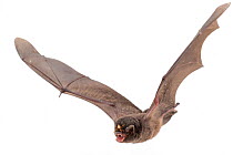 Lesser long-fingered bat ((Miniopterus fraterculus) in flight, with Bat fly (Penicillidia) in flight, on nose. Murombodzi Waterfall, Gorongosa National Park, Sofala, Mozambique Controlled conditions