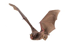 Lesser long-fingered bat (Miniopterus fraterculus, Miniopteridae) in flight, with a parasitic wingless fly (Penicillidia sp, *** Bent-winged bat (Miniopterus) in flight, with Bat fly (Penicillidia) in...