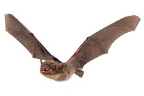 Pipistrelle bat (Hypsugo) in flight, Murombodzi Waterfall, Gorongosa National Park, Sofala, Mozambique. Controlled conditions