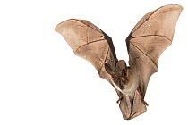 Large-eared slit-faced bat (Nycteris macrotis) in flight, Bela Vista, Gorongosa National Park, Sofala, Mozambique. Controlled conditions