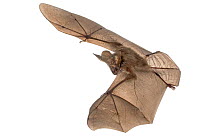 Large-eared slit-faced bat (Nycteris macrotis) in flight,  Bela Vista, Gorongosa National Park, Sofala, Mozambique. Controlled conditions