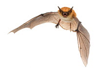 Rufous mouse-eared bat (Myotis bocagii) in flight, Bela Vista, Gorongosa National Park, Sofala, Mozambique. Controlled conditions