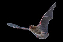 Bat (Neoromicia) in flight, Chitengo, Gorongosa National Park, Sofala, Mozambique. Controlled conditions