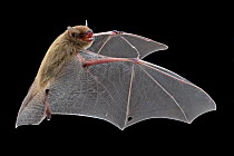 Bat (Neoromicia) in flight, Chitengo, Gorongosa National Park, Sofala, Mozambique. Controlled conditions
