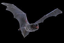 Bent-winged bat (Miniopterus) in flight, Gorongosa National Park, Sofala, Mozambique. Controlled conditions
