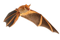 Welwitsch's bat (Myotis welwitschii) in flight, Bela Vista, Gorongosa National Park, Sofala, Mozambique. Controlled conditions