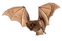 Swinny's Horseshoe Bat (Rhinolophus swinnyi) in flight, Gorongosa National Park, Sofala, Mozambique. Controlled conditions