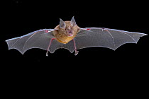 Decken's horseshoe bat (Rhinolophus deckenii) in flight, Chitengo, Gorongosa National Park, Sofala, Mozambique. Controlled conditions