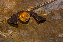 Sundevall's roundleaf bat (Hipposideros caffer), Gorongosa National Park, Sofala, Mozambique. Controlled conditions