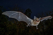 Horseshoe bat (Rhinolophus lobatus) in flight, ** Chitengo, Gorongosa National Park, Sofala, Mozambique.