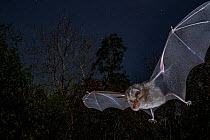 Horseshoe bat (Rhinolophus lobatus) in flight, *** Chitengo, Gorongosa National Park, Sofala, Mozambique.