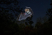 Lander's Horseshoe Bat (Rhinolophius landeri) in flight, Chitengo, Gorongosa National Park, Sofala, Mozambique.