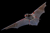 Bent winged bat (Miniopterus) in flight, Gorongosa National Park, Sofala, Mozambique. Controlled conditions