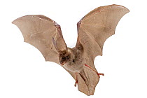 Egyptian slit-faced bat (Nycteris thebaica) in flight, Gorongosa National Park, Sofala, Mozambique. Controlled conditions