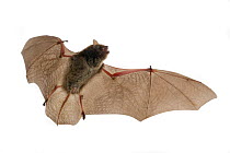 Pipistrelle (Neoromicia sp, Bat (Vespertilionidae) in flight, Chironde,  Sofala, Mozambique. Controlled conditions