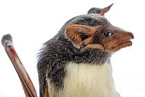 Mauritian tomb bat (Taphozous mauritianus) Chironde, Sofala, Mozambique. Controlled conditions