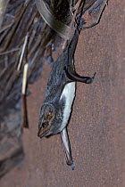 Mauritian tomb bat (Taphozous mauritianus) on cave wall, Chironde,  Sofala, Mozambique.