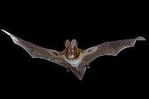 Large slit-faced bat (Nycteris grandis) in flight, Chironde, Sofala, Mozambique. Controlled conditions