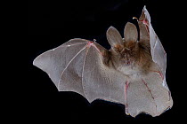 Egyptian slit-faced bat (Nycteris thebaica) in flight, Chironde, Sofala, Mozambique. Controlled conditions