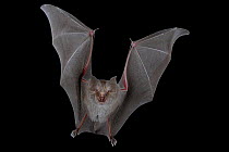 Decken's horseshoe bat (Rhinolophus deckenii) in flight, Chironde, Sofala, Mozambique. Controlled conditions