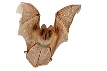 Large slit-faced bat (Nycteris grandis) in flight, Chironde, Sofala, Mozambique. Controlled conditions