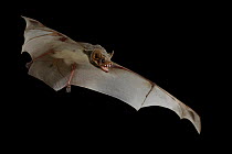 Mauritian tomb bat (Taphozous mauritianus) in flight, Chironde, Sofala, Mozambique. Controlled conditions
