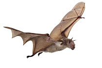 Leaf nosed bat (Macronycteris vittatus) in flight, Codzo Caves, Mazamba, Sofala, Mozambique. Controlled conditions