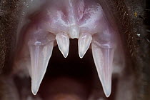 Angolan free-tailed bat (Mops condylurus) close up of teeth. Codzo Caves, Mazamba, Sofala, Mozambique. Controlled conditions
