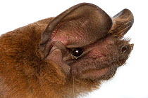 Madagascan large free-tailed bat (Tadarida fulminans) Codzo Caves, Mazamba, Sofala, Mozambique. Controlled conditions