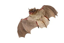 Zulu serotine bat (Neoromicia zuluensis) in flight, Codzo Caves, Mazamba, Sofala, Mozambique. Controlled conditions
