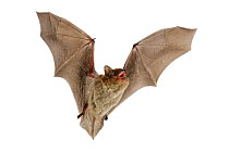 Zulu serotine bat (Neoromicia zuluensis) in flight, Codzo Caves, Mazamba, Sofala, Mozambique. Controlled conditions