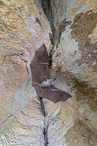 Mozambican horseshoe bat (Rhinolophus mossambicus) in flight, Codzo Caves, Mazamba, Sofala, Mozambique.
