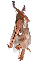 Striped leaf-nosed bat (Hipposideros vittatus) Codzo Caves, Mazamba, Sofala, Mozambique. Controlled conditions