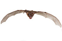 Little Freetailed Bat, Chaerephon pumilus) in flight, Codzo Caves, Mazamba, Sofala, Mozambique. Controlled conditions