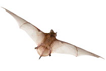 Angolan free-tailed bat (Mops condylurus) in flight, Codzo Caves, Mazamba, Sofala, Mozambique. Controlled conditions