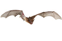 Little freetailed bat, Chaerephon pumilus) in flight,  Codzo Caves, Mazamba, Sofala, Mozambique. Controlled conditions