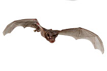 Ansorge's free-tailed bat (Chaerephon ansorgei) in flight, Codzo Caves, Mazamba, Sofala, Mozambique. Controlled conditions